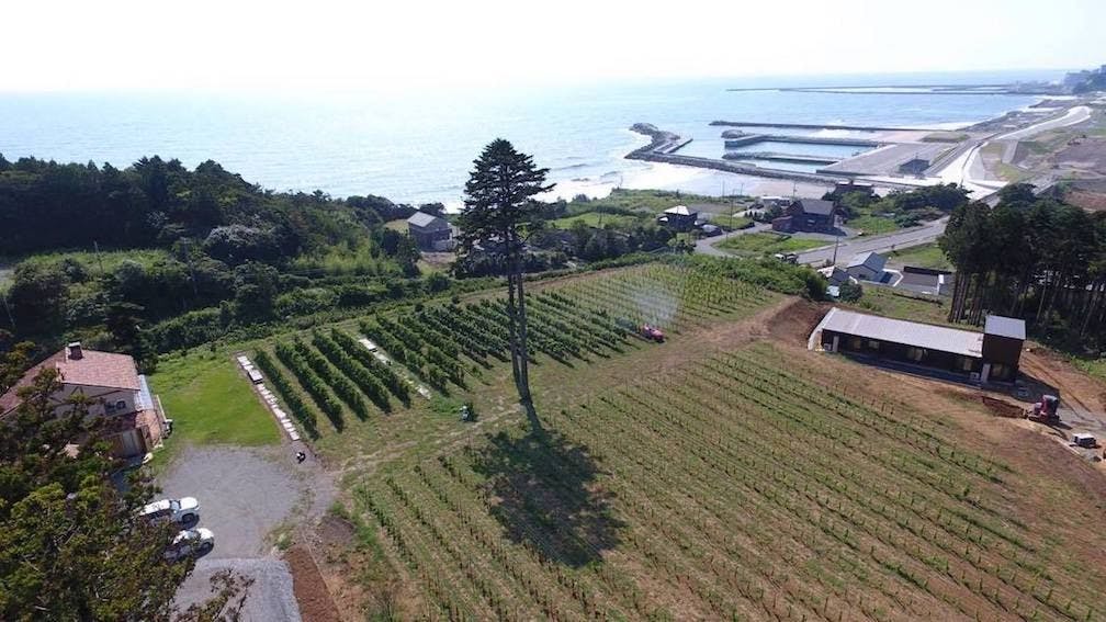 Kebun Anggur Tomioka Wine Domaine (Lahan Obama)