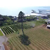 Kebun Anggur Tomioka Wine Domaine (Lahan Obama)