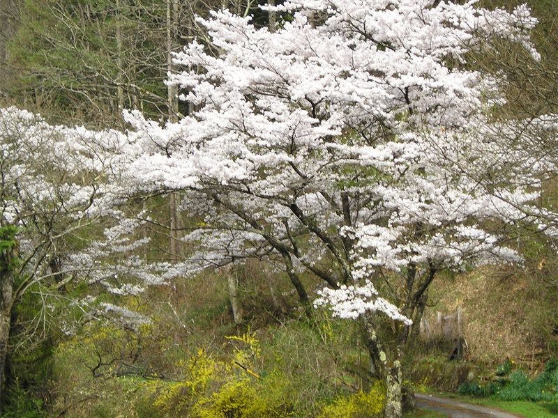Reisenji Onsen Nakaya Ryokan