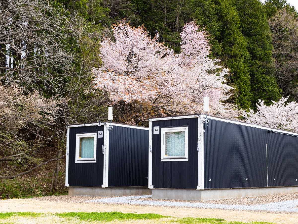 ดอกซากุระ