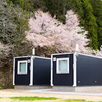 ดอกซากุระ