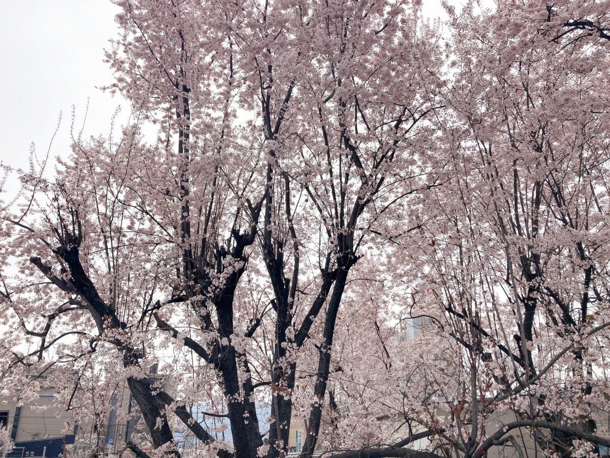 ถนนน้ำพุร้อนซากุระ(โรงแรม正面通り)