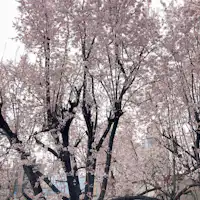 ถนนน้ำพุร้อนซากุระ(โรงแรม正面通り)