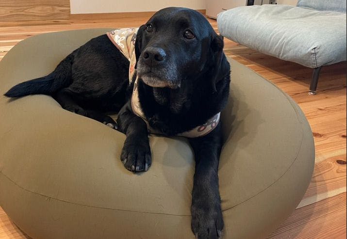 L'Orchidee Awajishima