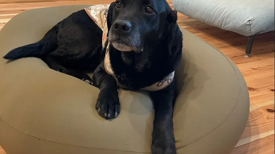 L'Orchidee Awajishima