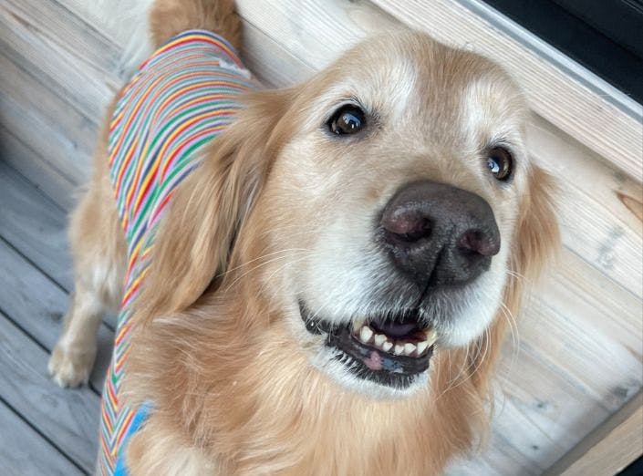 L'Orchidee Awajishima