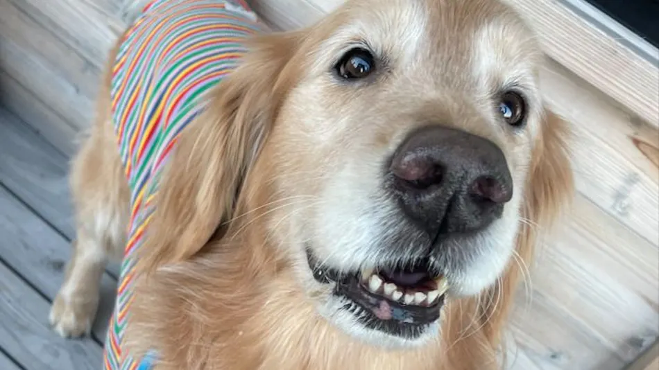 L'Orchidee Awajishima