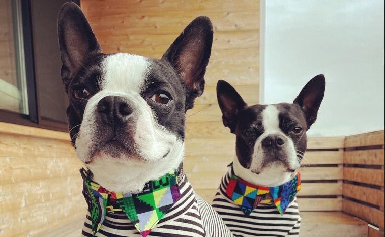 L'Orchidee Awajishima