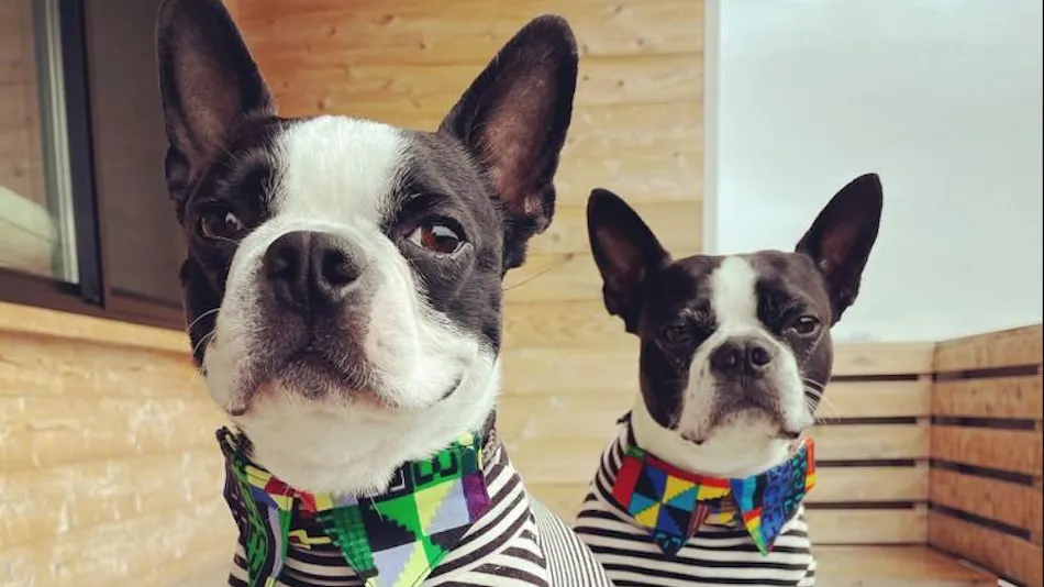 L'Orchidee Awajishima