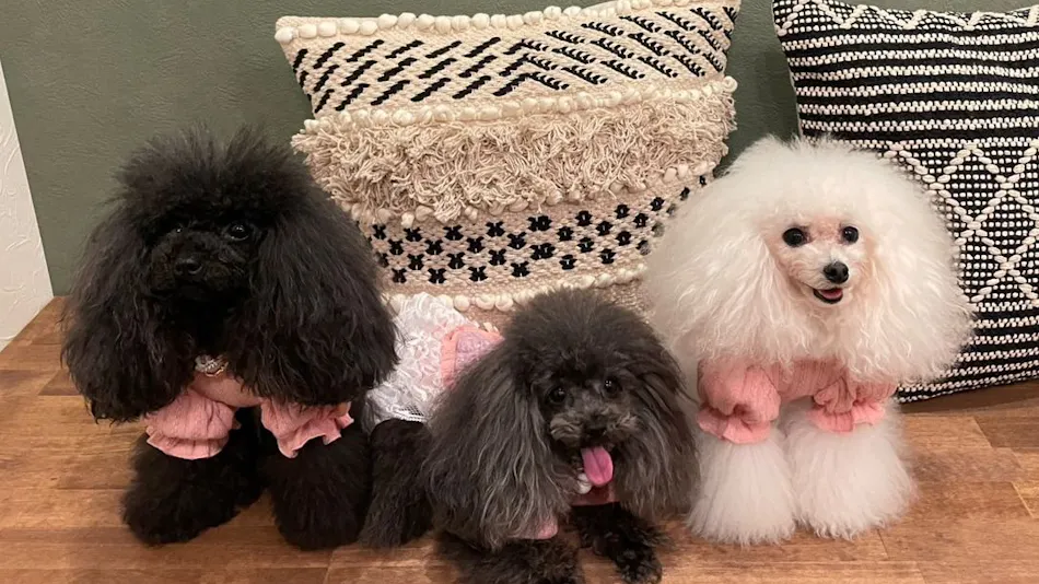 L'Orchidee Awajishima