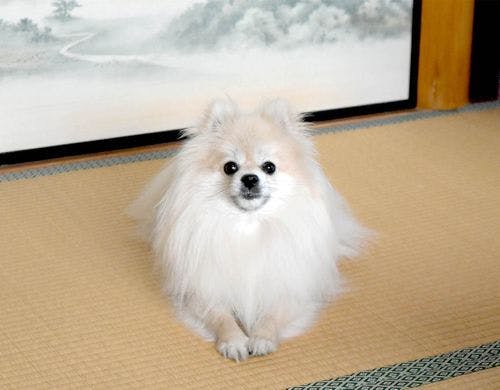 ・若女将の「リンク」でございます