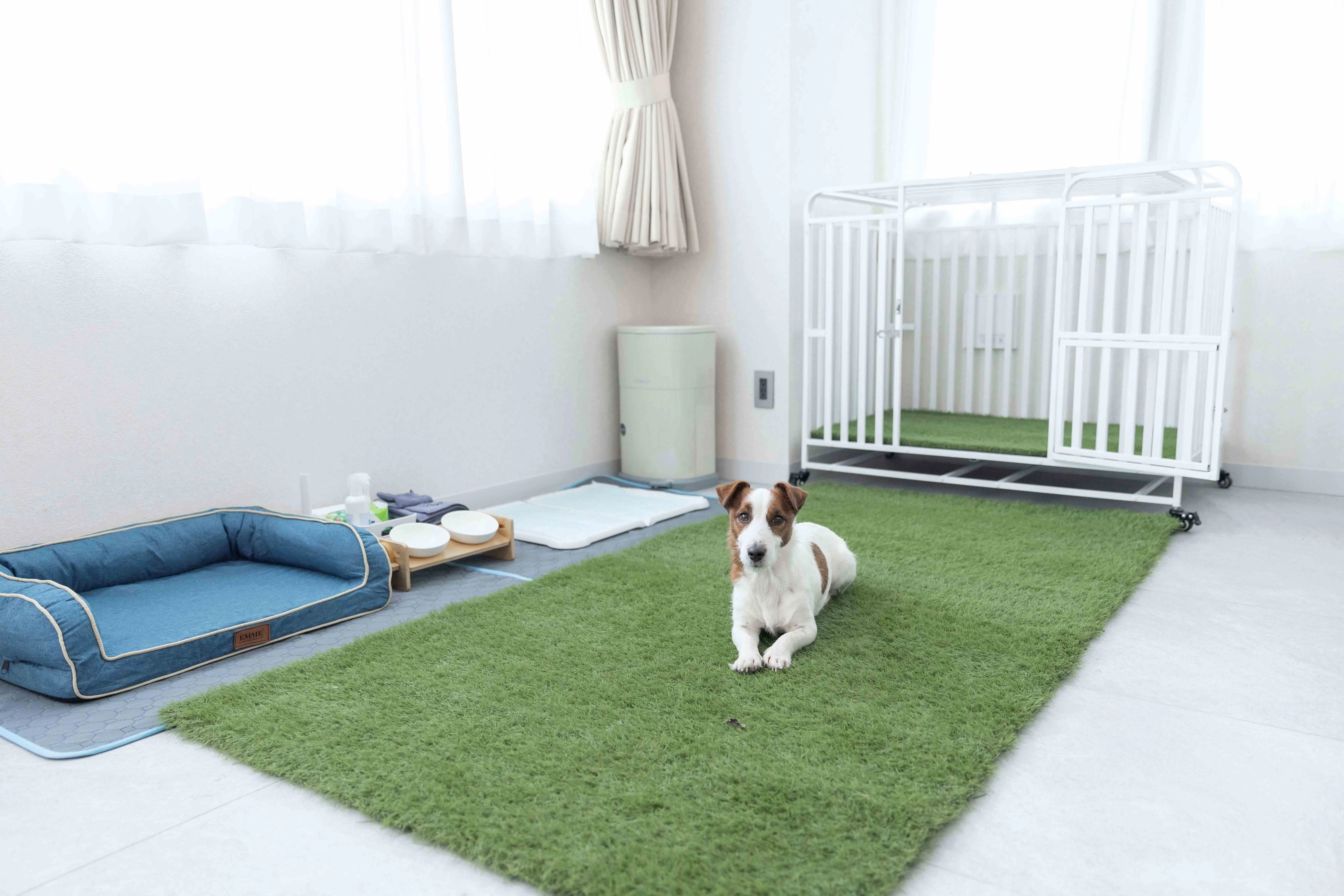 ห้องพักที่เป็นมิตรกับสุนัข