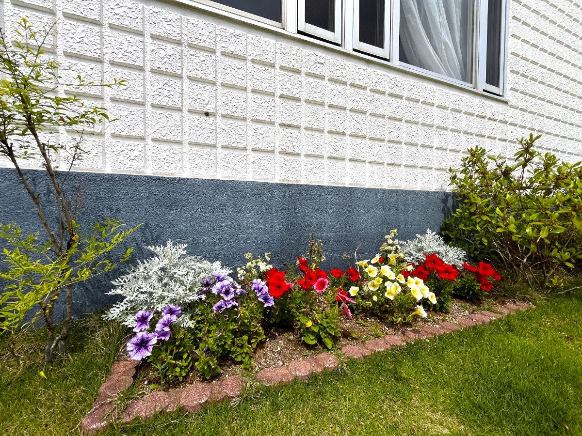 เชลล์■ดอกไม้หลากสี