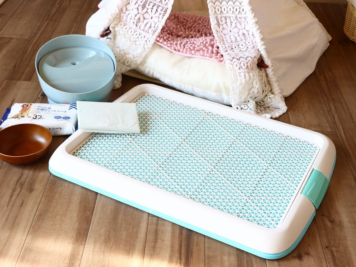 สิ่งอำนวยความสะดวกครบครันสำหรับสุนัข