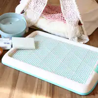 สิ่งอำนวยความสะดวกครบครันสำหรับสุนัข