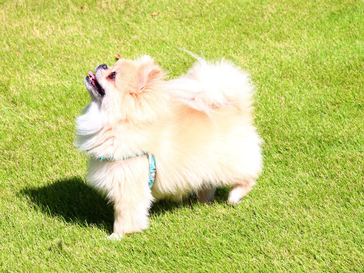 ภาพ☆สวนกว้างขวางสำหรับเล่น*