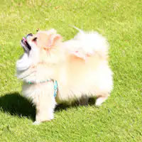 ภาพ☆สวนกว้างขวางสำหรับเล่น*