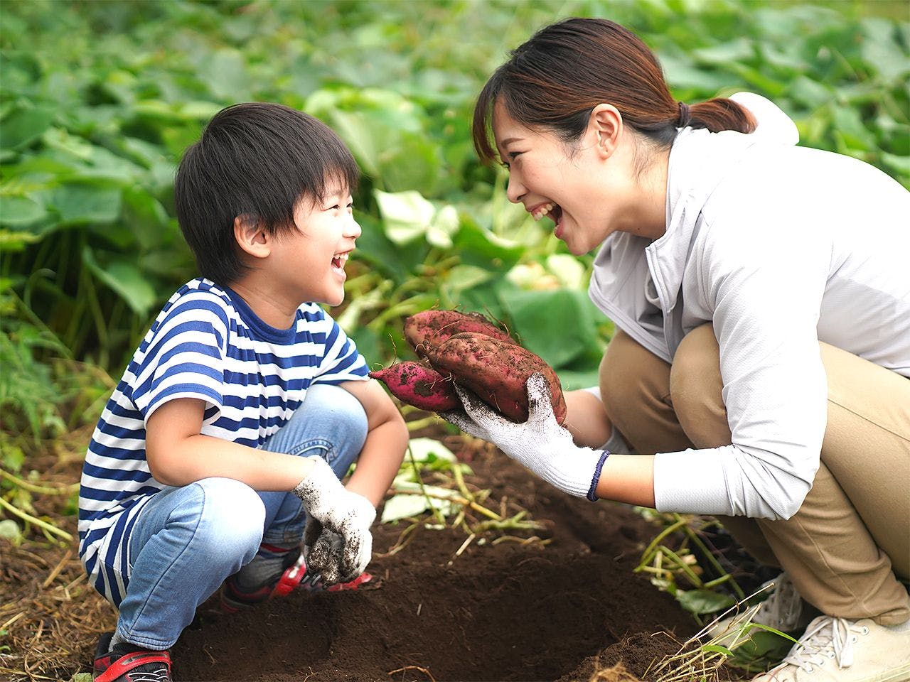 สามารถเข้าร่วมกิจกรรมเก็บเกี่ยวผักตามฤดูกาลได้