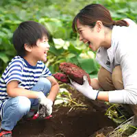 สามารถเข้าร่วมกิจกรรมเก็บเกี่ยวผักตามฤดูกาลได้