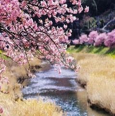 沿青野川的樱花
