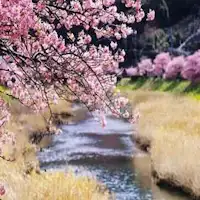 沿青野川的樱花
