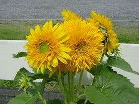 温泉民宿　しらはま屋