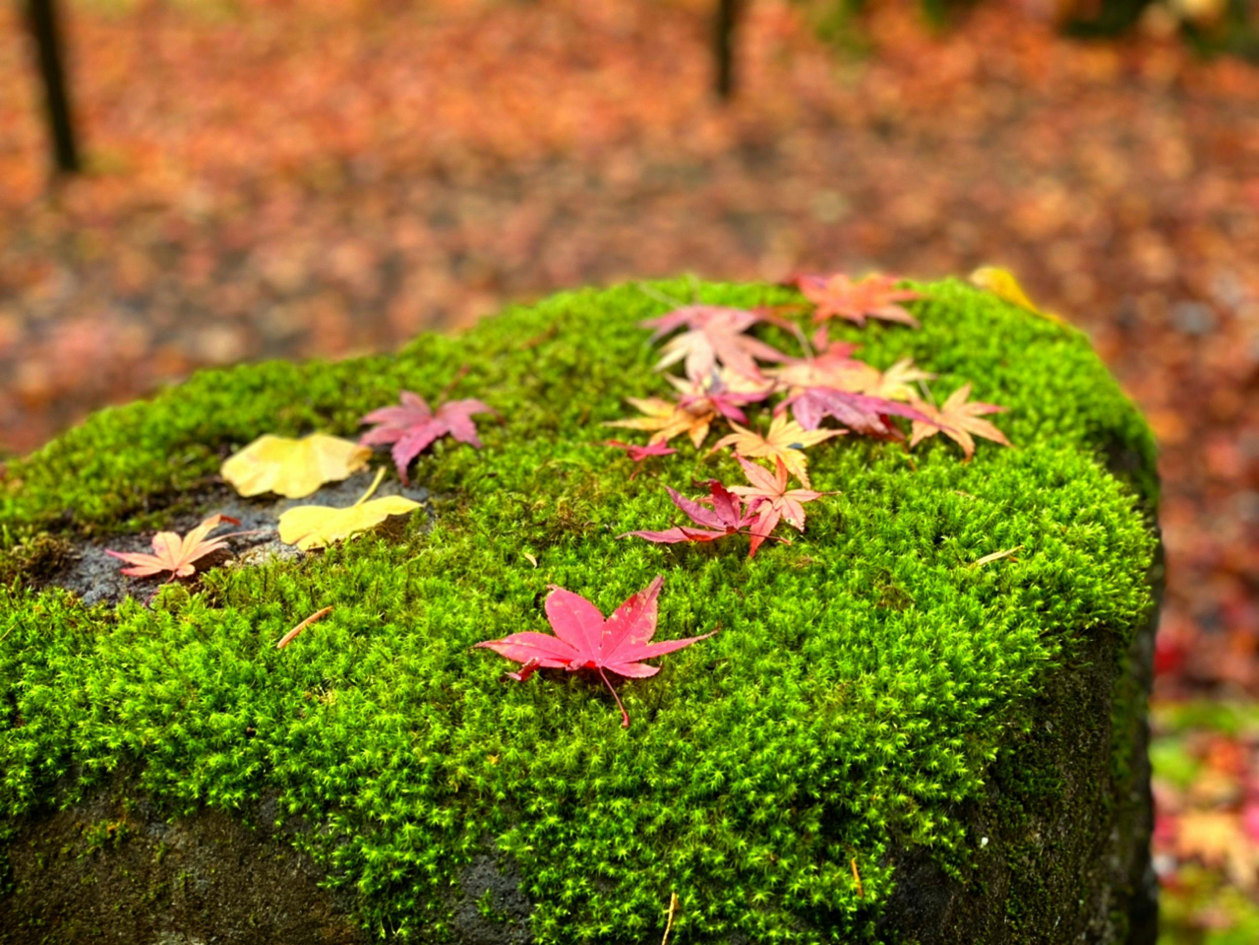 Autumn foliage, red moss.