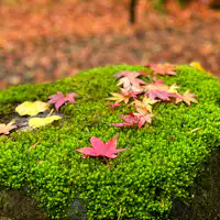 Autumn foliage, red moss.