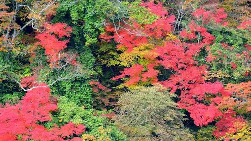 Keikoku no Yado Nihiki no Oni