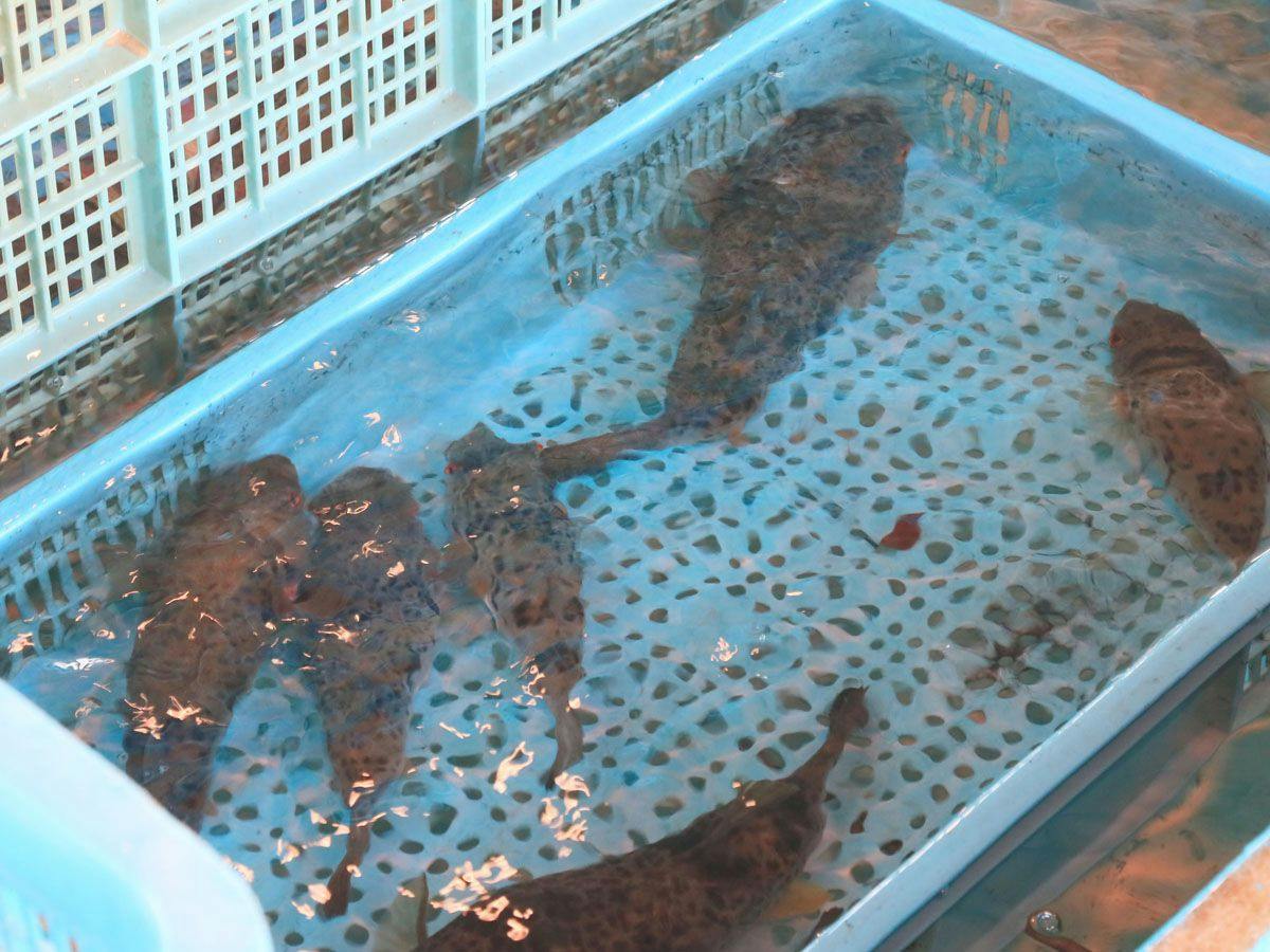 Shiki Shunsai Fugu no Yado Shiosai <Shinojima>