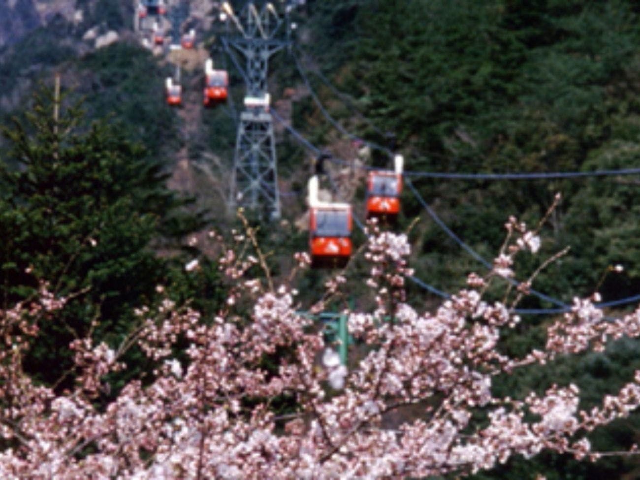 봄의 고자이쇼산