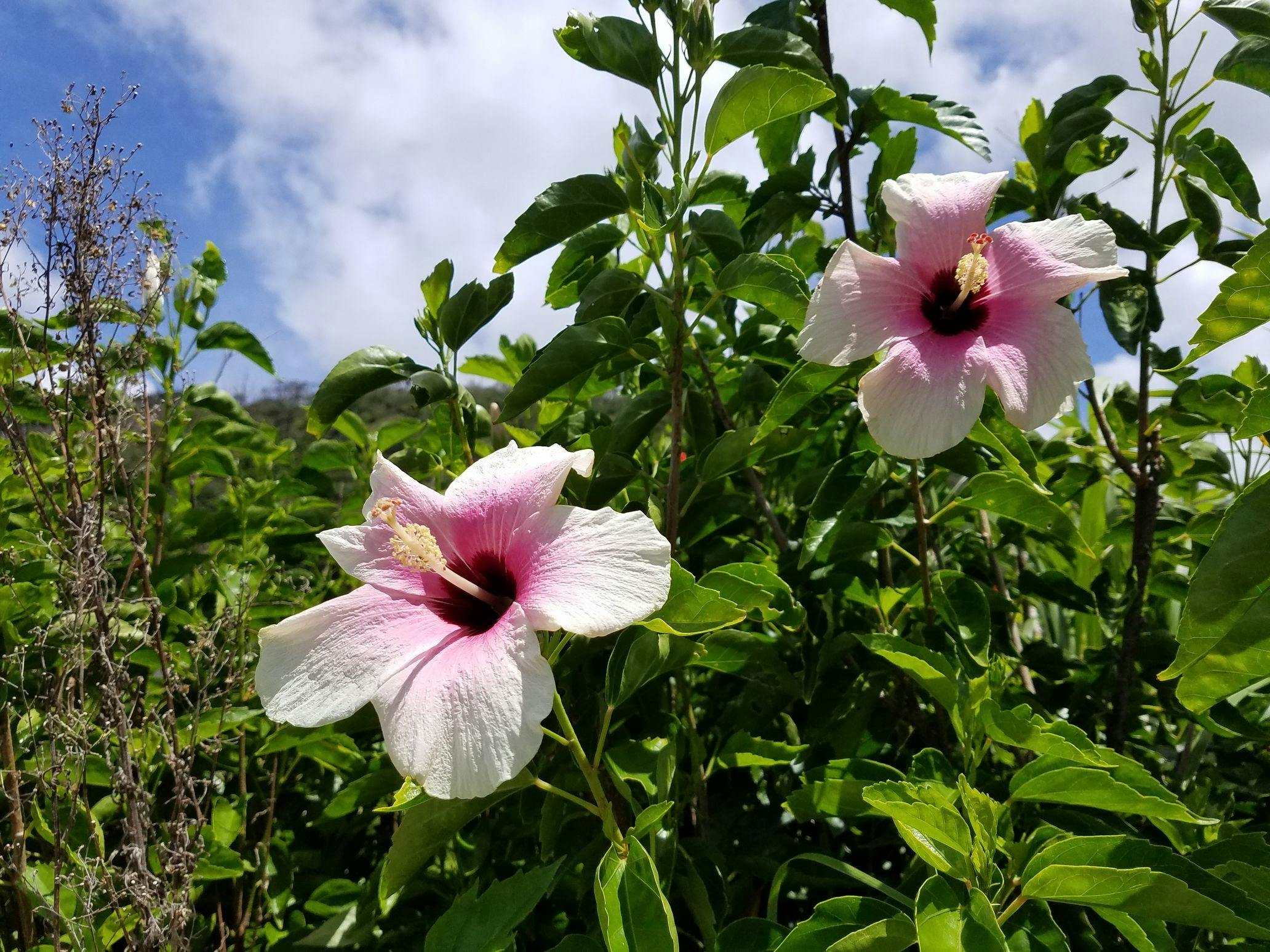 House Hotel Amami Minpaku Village & Sauna <Amami Oshima>