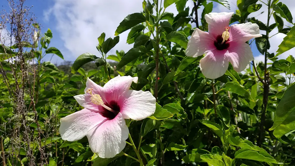 House Hotel Amami Minpaku Village & Sauna <Amami Oshima>
