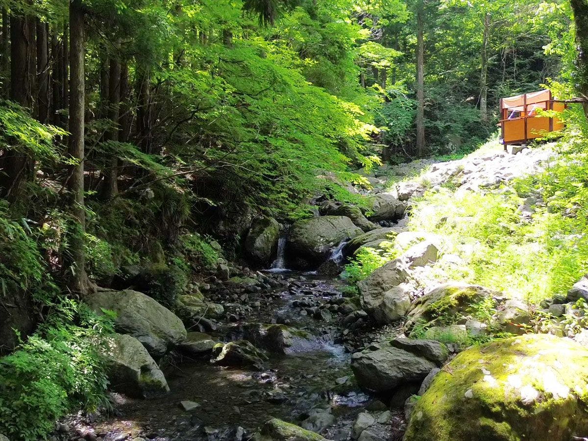 Fairy Forest