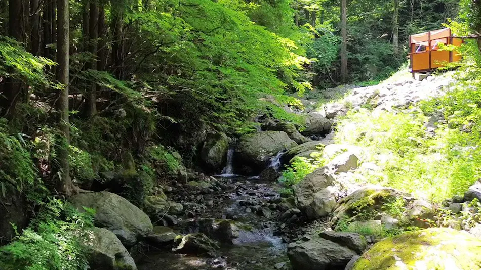 Fairy Forest