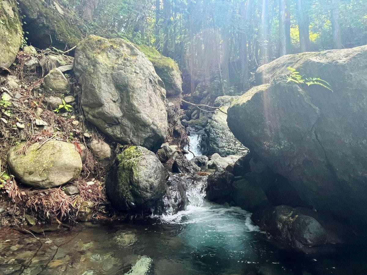 Fairy Forest