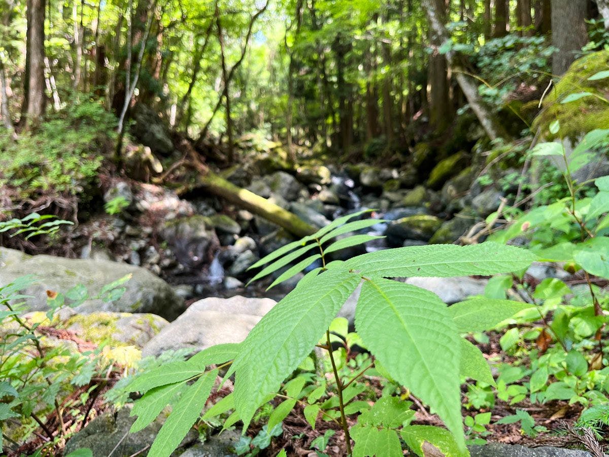 Fairy Forest