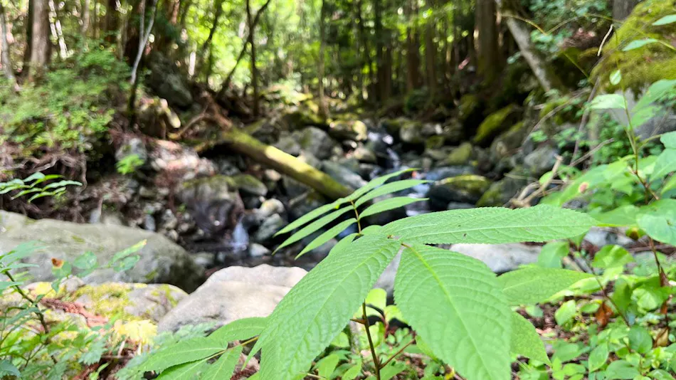Fairy Forest