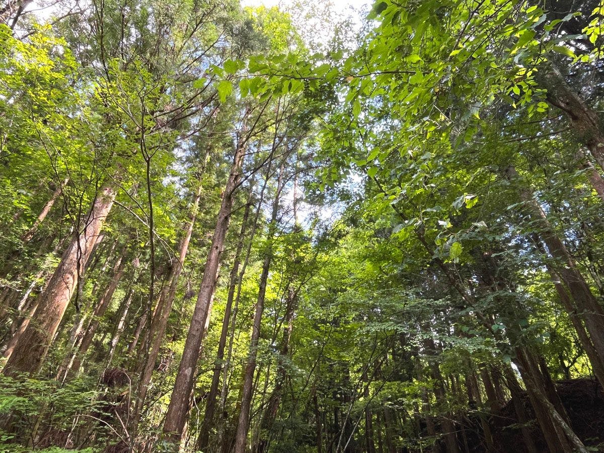 Fairy Forest