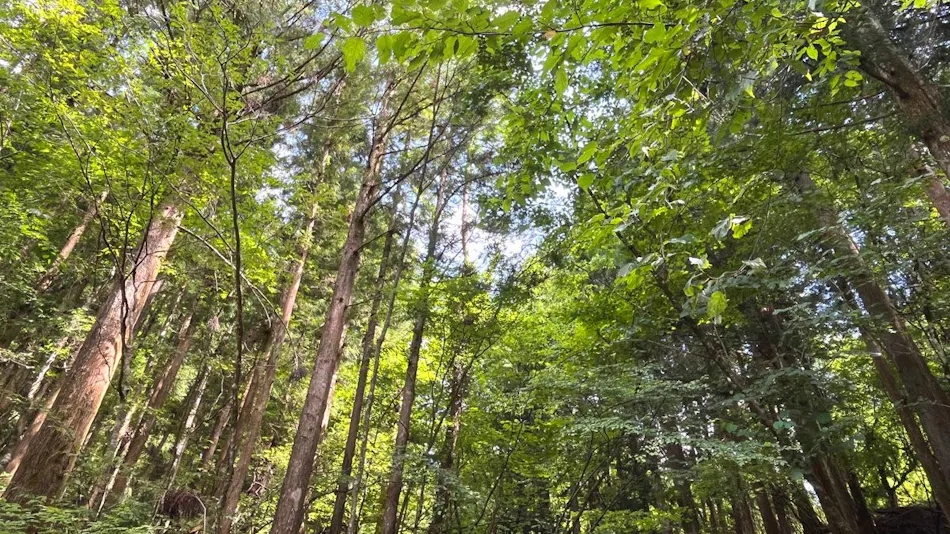 Fairy Forest