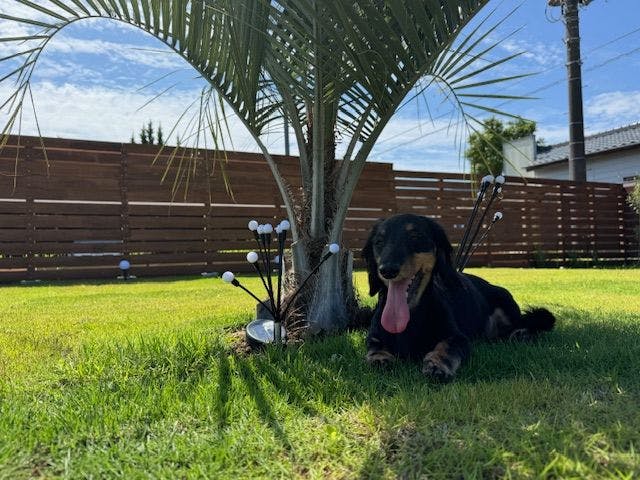 Dog Cottage Surfside Kujukuri