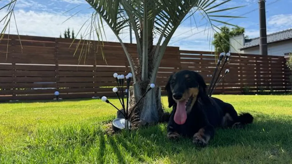 Dog Cottage Surfside Kujukuri