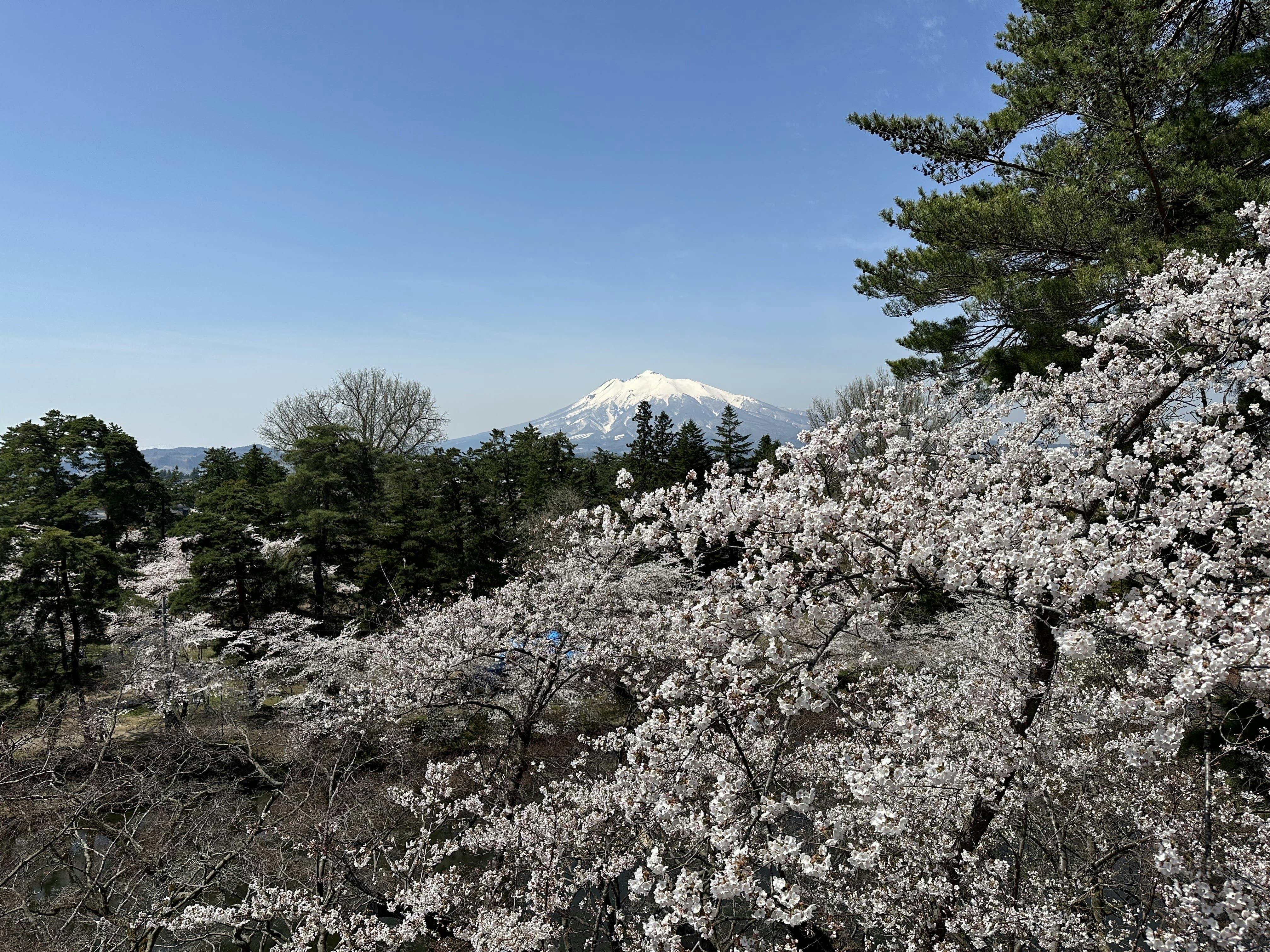 【ฤดูใบไม้ผลิ】เดินทางไปจนถึงเมืองฮิโรซากิ