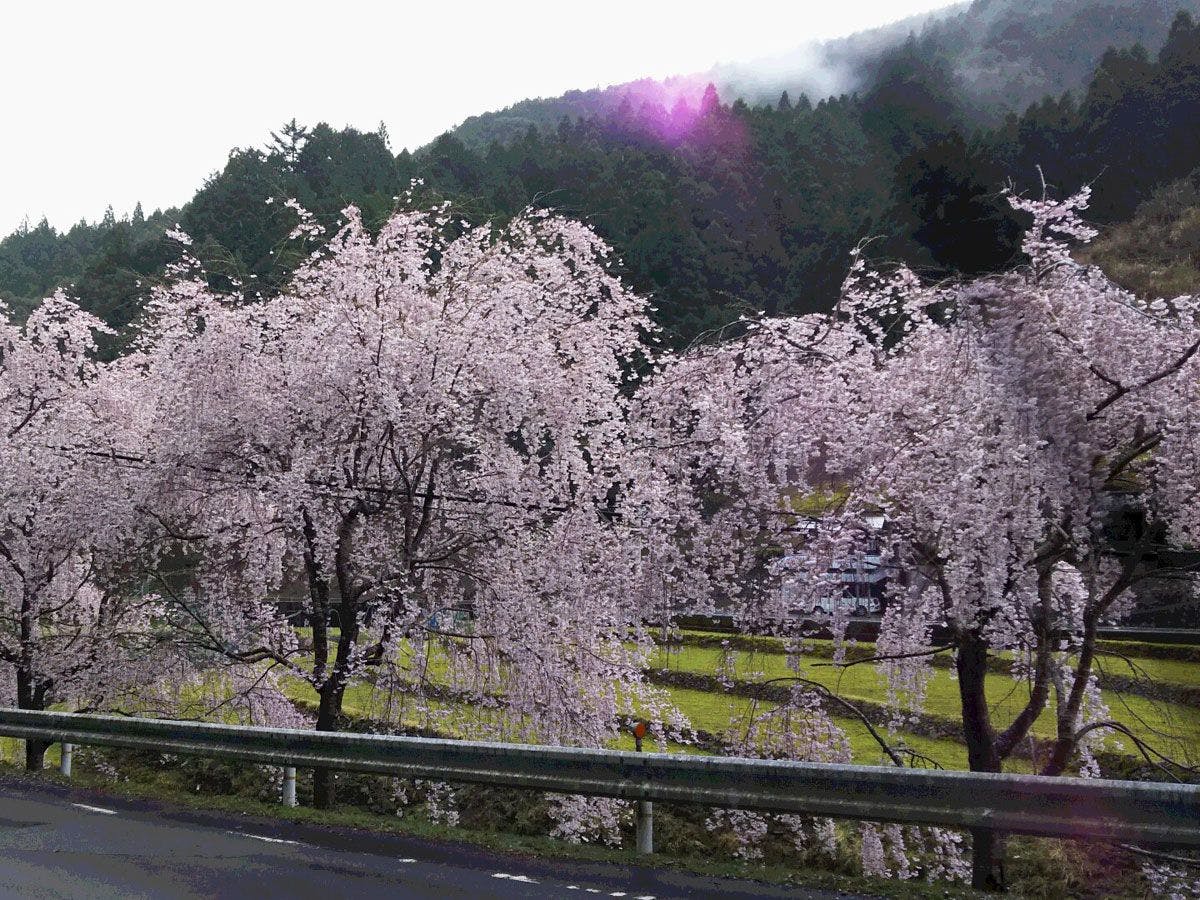 *【ซากุระในเขตฮิราโนะเก่า】*