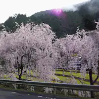 *【ซากุระในเขตฮิราโนะเก่า】*