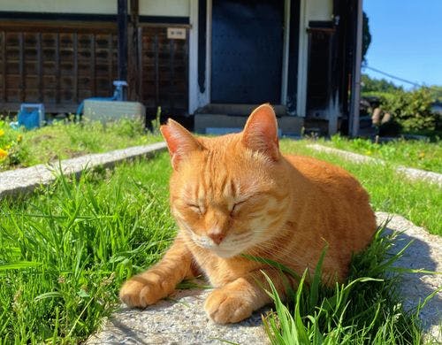 ペット同伴可能な施設です