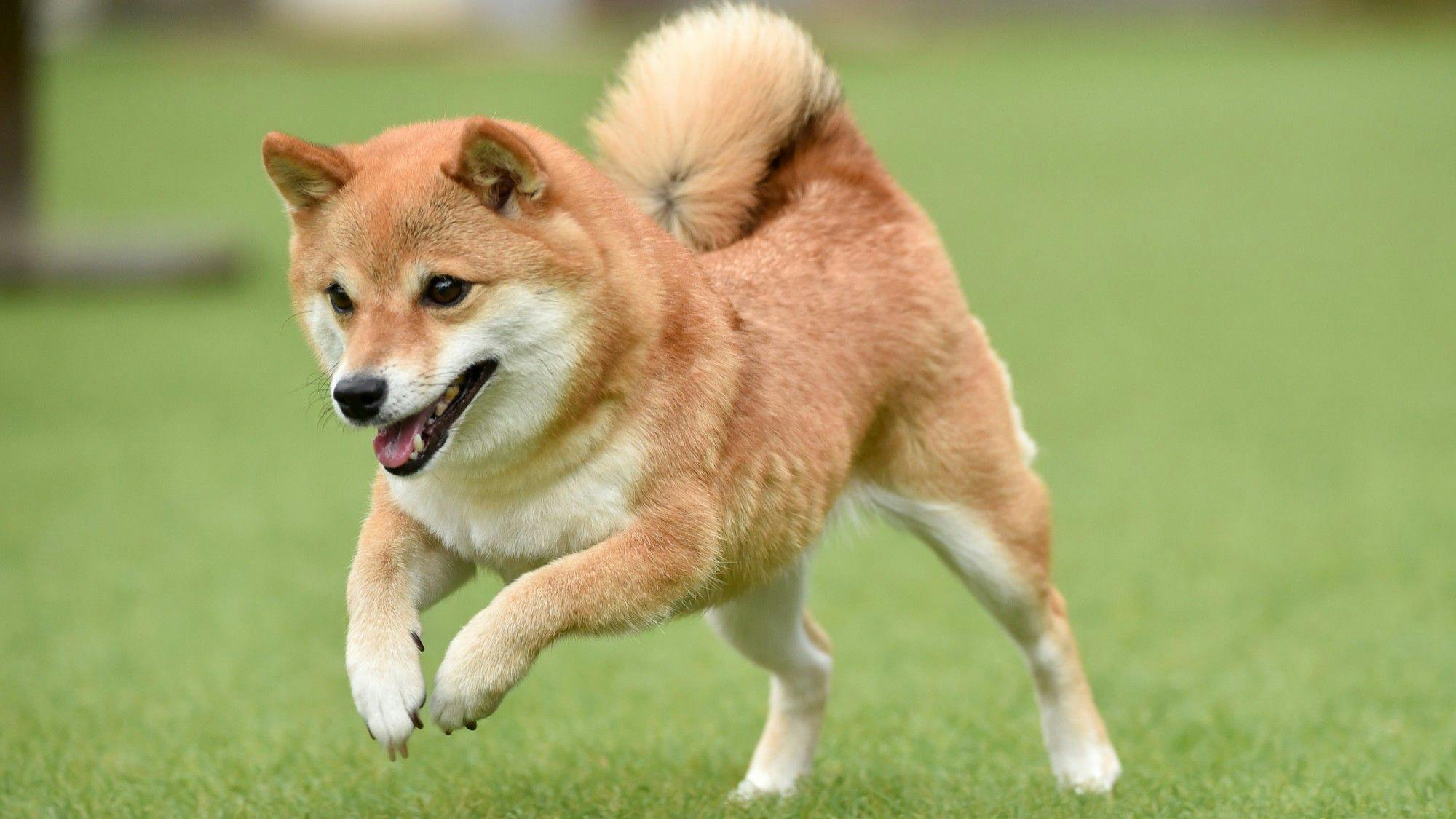 Anjing saiz sederhana (6kg hingga kurang daripada 20kg)