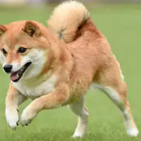 Chó cỡ trung bình (từ 6kg đến dưới 20kg)