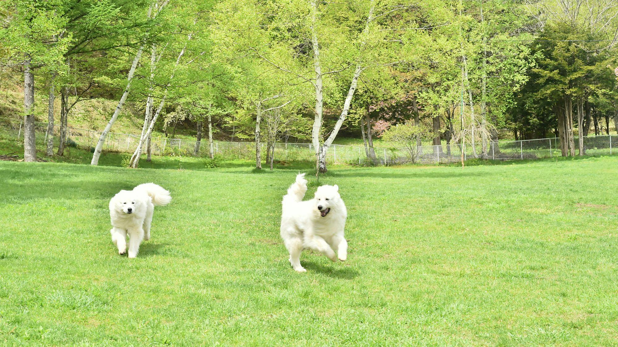 Kawasan taman anjing seluas kira-kira 1000 tsubo