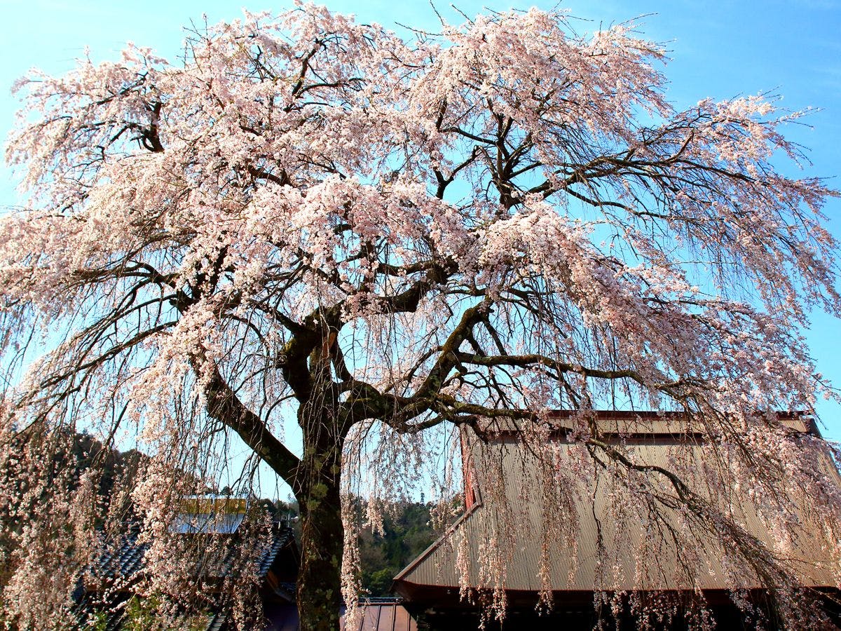 ซากุระชิดาเระแห่งโฮเทโนะ